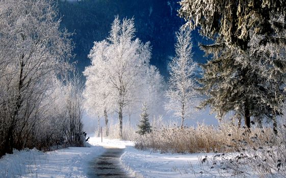 Breathtaking snowy path and frosted trees in Walchsee, Tirol, Austria.