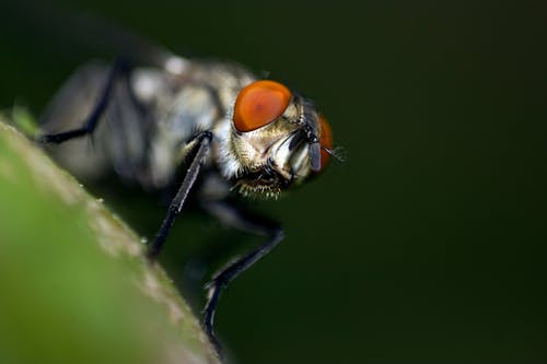 Free Close Up Shot of a Fly Stock Photo