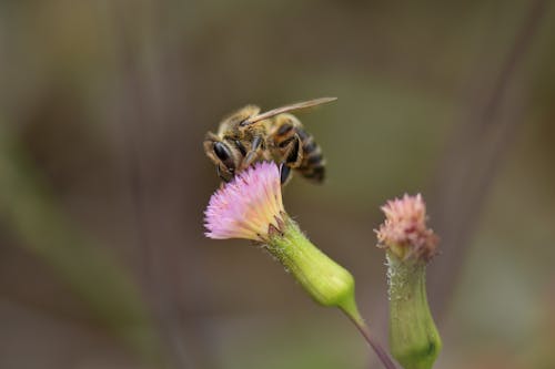 Foto d'estoc gratuïta de abella, dent de lleó, flor rosa