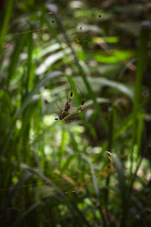Δωρεάν στοκ φωτογραφιών με άγριος, αράχνη, αραχνοειδές έντομο