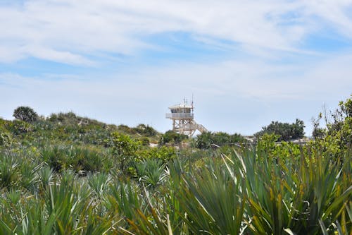 Gratis stockfoto met Florida, houten, landschap