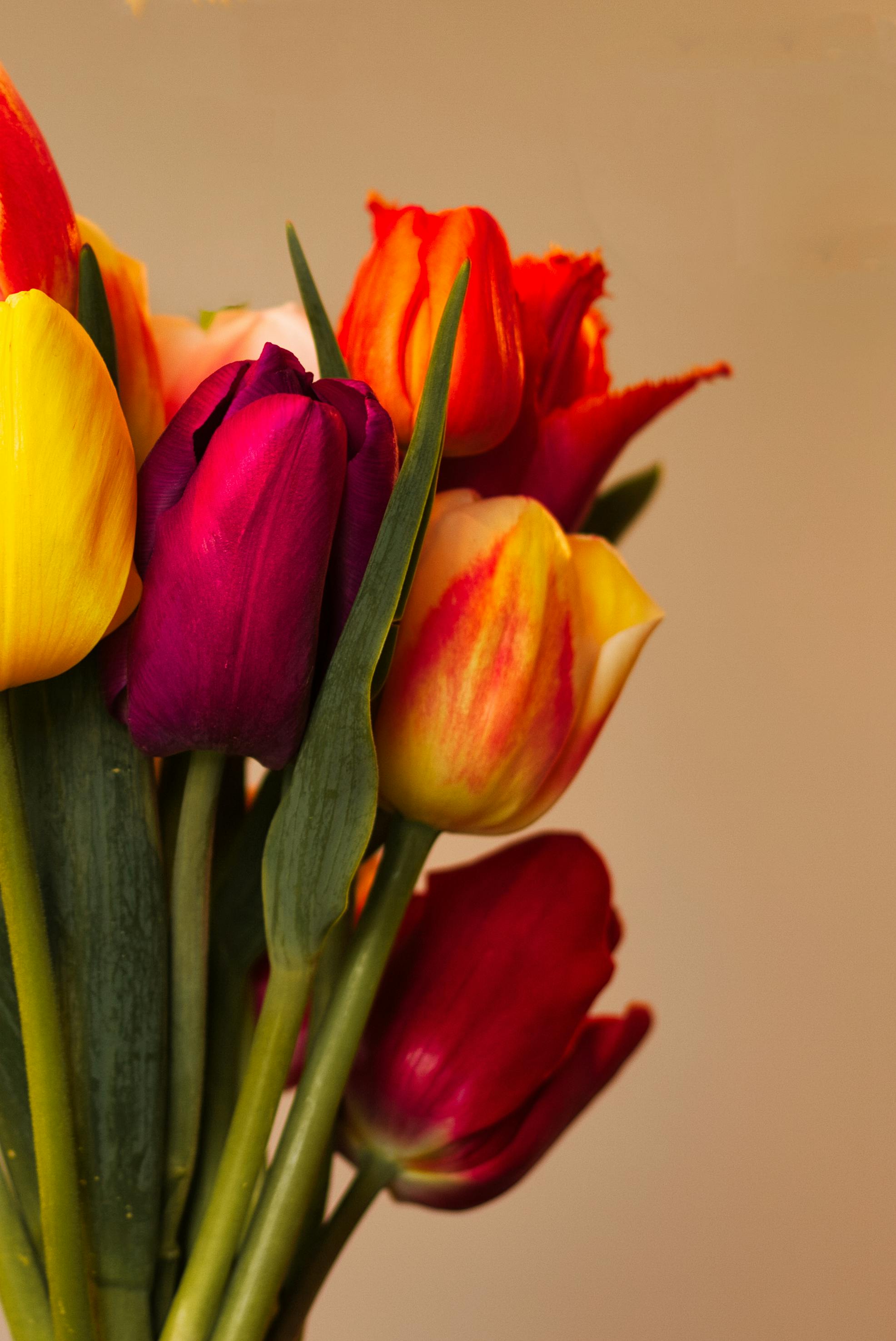 Close-Up Shot of Tulips 