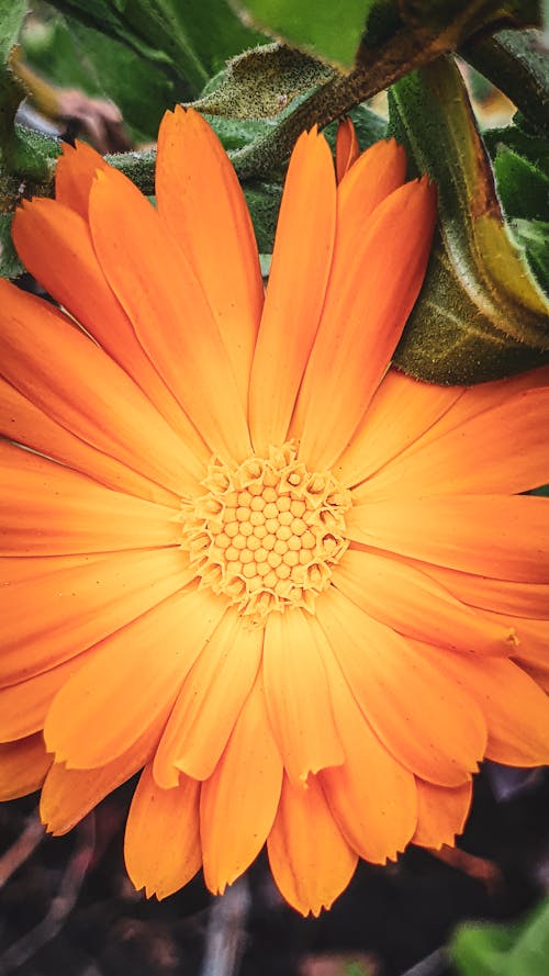 A Close-up Shot of a Marigold Flower in Full Bloom