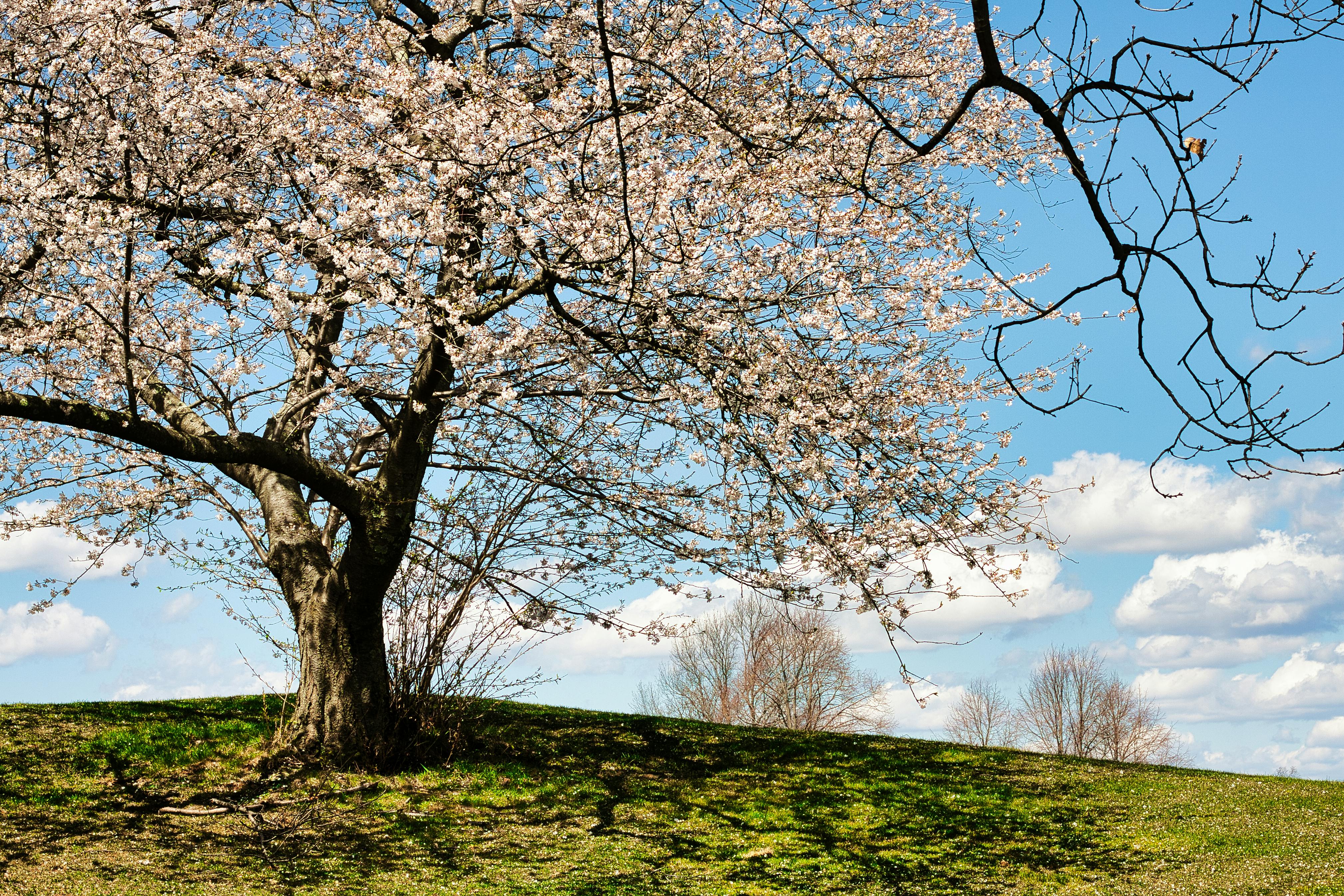 Your Tree Can Help Build Climate Resilience - Pittsburgh Magazine — Photo by Jayant Kulkarni on Pexels