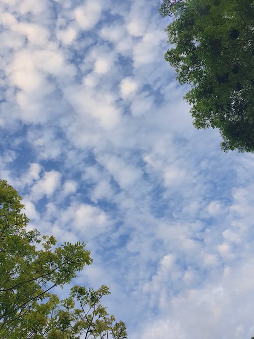 ฟรี คลังภาพถ่ายฟรี ของ การก่อตัวของเมฆ, ต้นไม้, ท้องฟ้า คลังภาพถ่าย