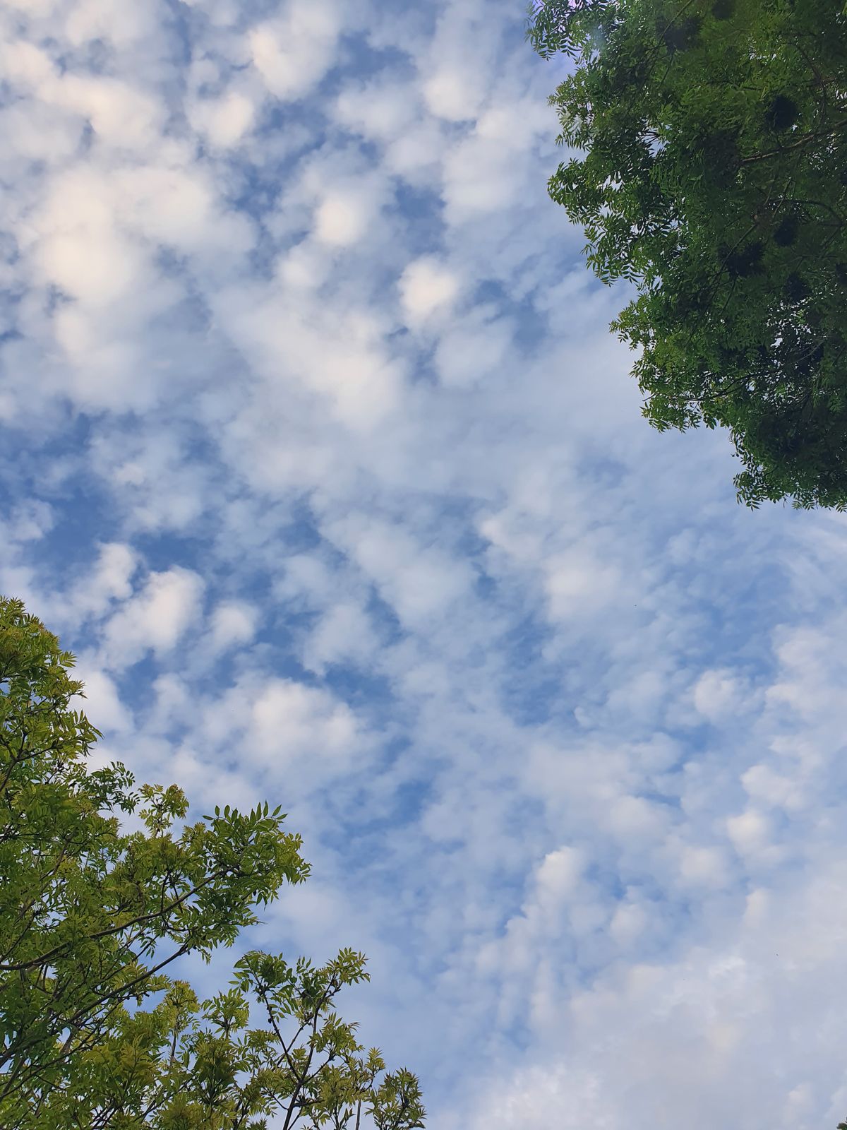 夏の青空と雲
