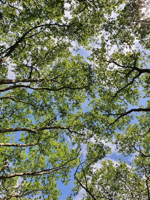 Immagine gratuita di alberi, cielo, foglie