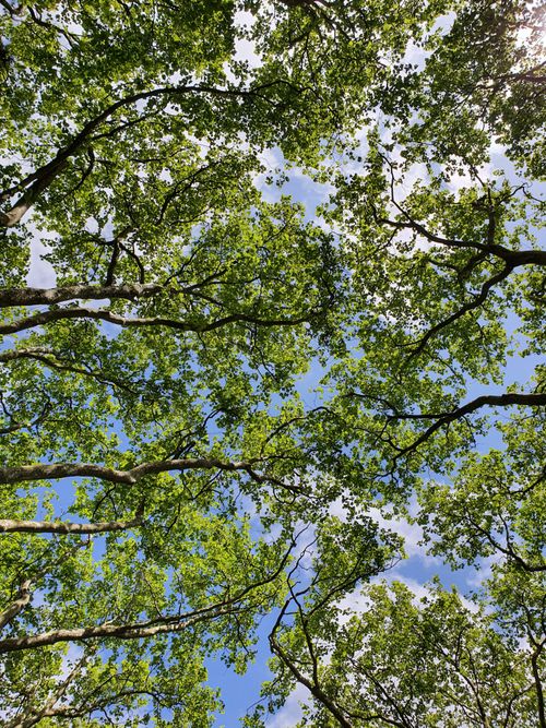 Free Low angle view of green tree branches with leaves against a bright blue sky. Stock Photo