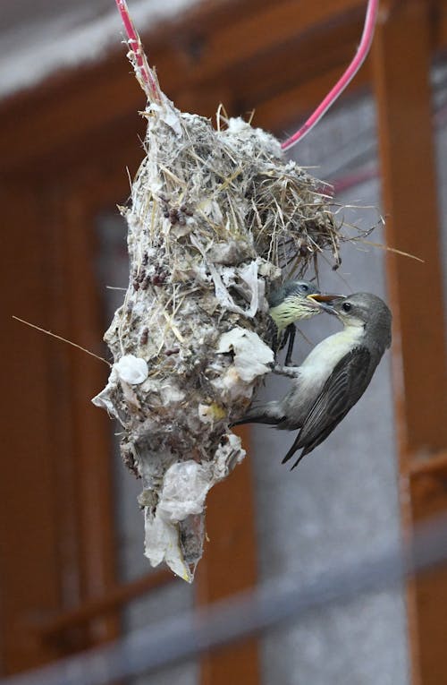 Perched Purple Sunbird on its Nest