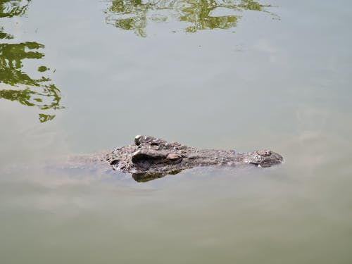 Ilmainen kuvapankkikuva tunnisteilla alligaattori, eläin, eläinkuvaus Kuvapankkikuva
