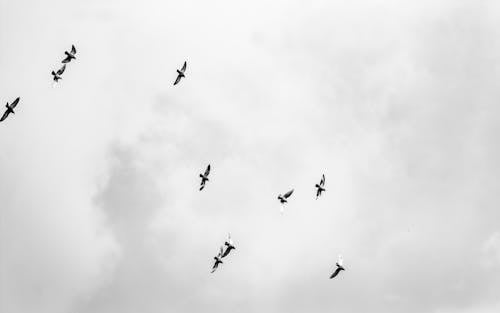 Grayscale Photo of Birds Flying