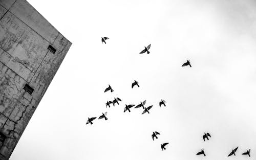 Grayscale Photo of Birds Flying in the Sky