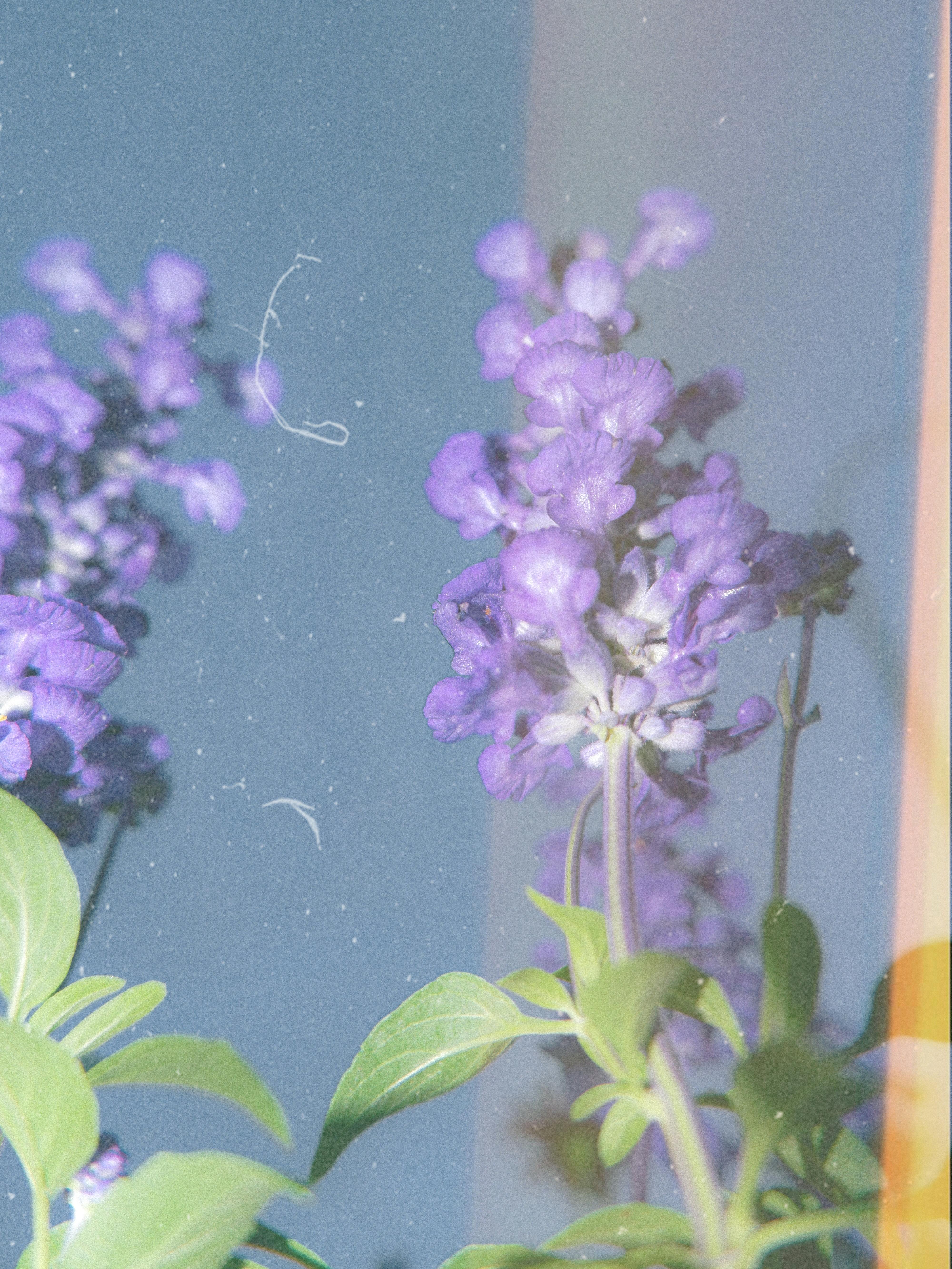 Vibrant purple Salvia flowers reflecting on a dirty glass surface with leaves.