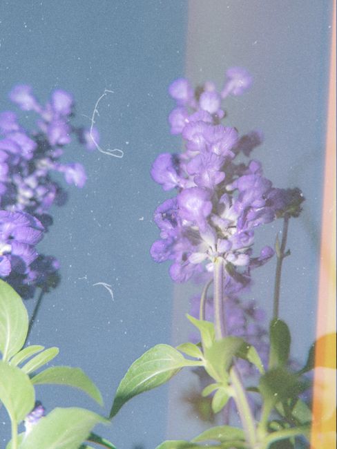 Vibrant purple Salvia flowers reflecting on a dirty glass surface with leaves.