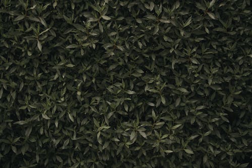 Fotos de stock gratuitas de fondo de pantalla, hojas, plantas