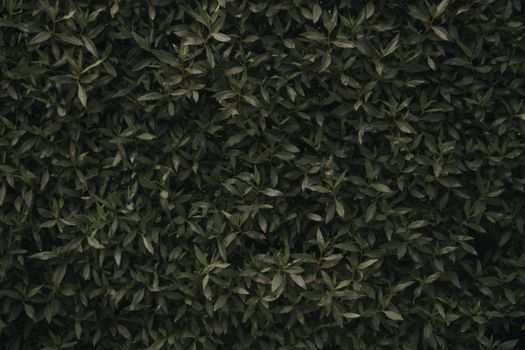 Lush green leaves create a natural dense foliage background, perfect for design and nature themes.