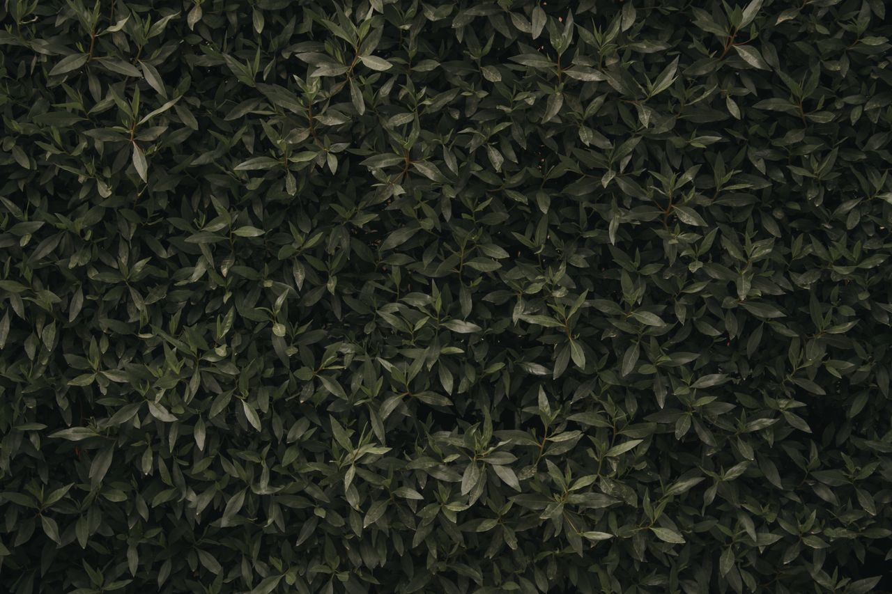 lush green leaves create a natural dense foliage background perfect fo