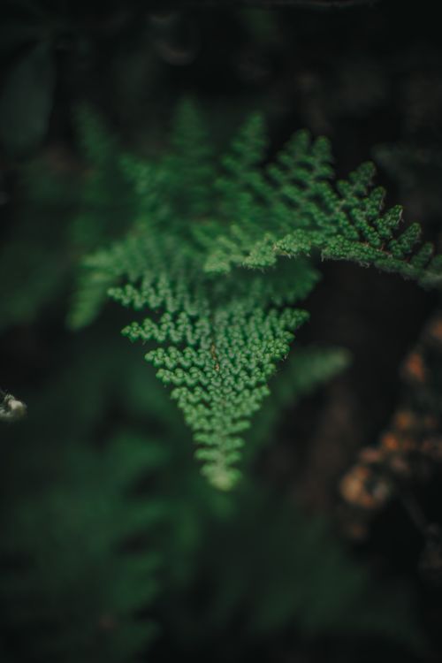 Free Detailed close-up image of a lush green fern leaf with blurred background. Stock Photo