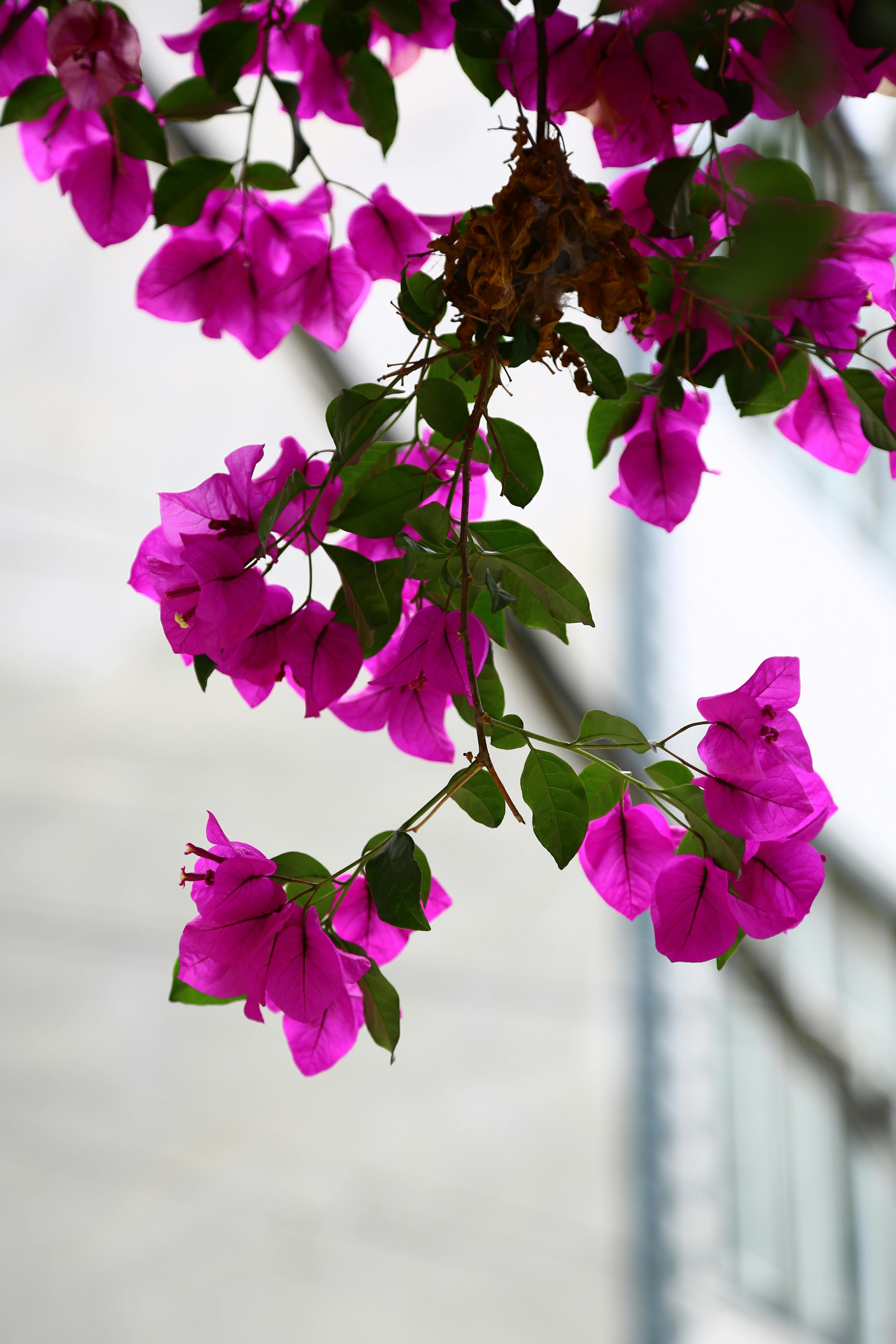 Pink Bougainvillea Flower With Green Leaves · Free Stock Photo