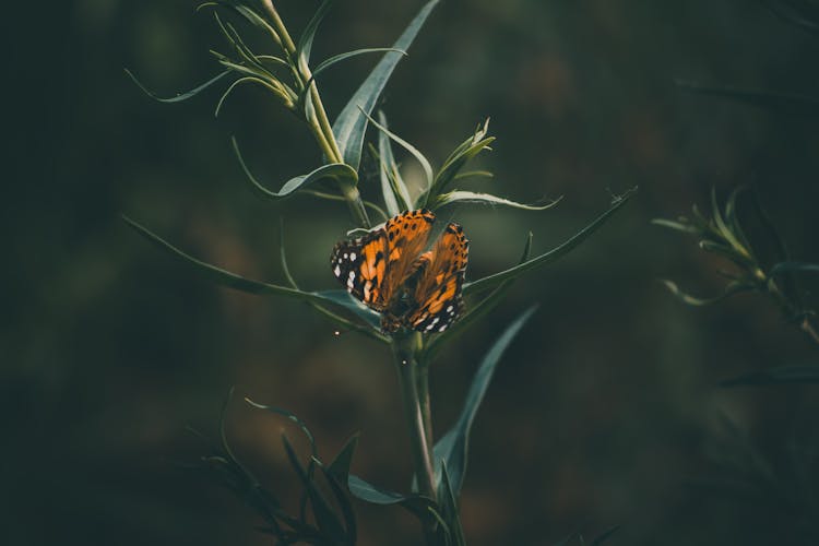A Painted Lady Butterfly On A Green Plant