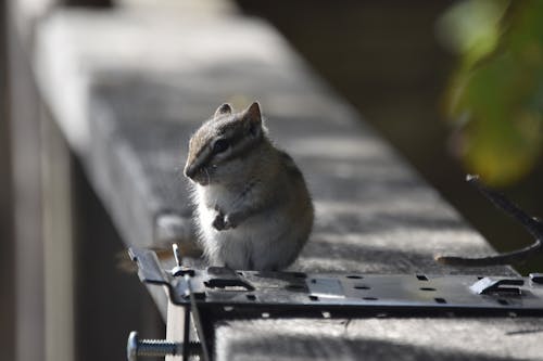 Ilmainen kuvapankkikuva tunnisteilla eläin, lehti, luonto