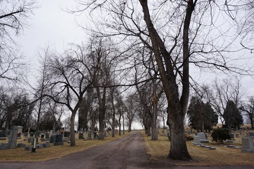 Free Cemetery with Bare Trees Stock Photo