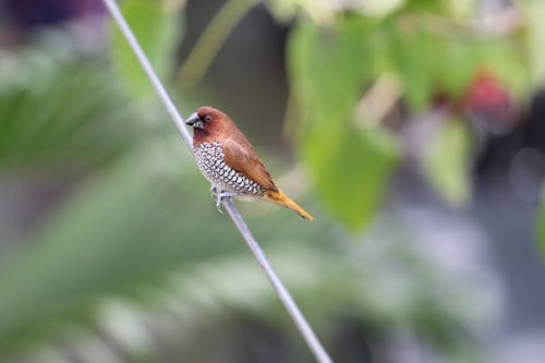 Munia łuskowata