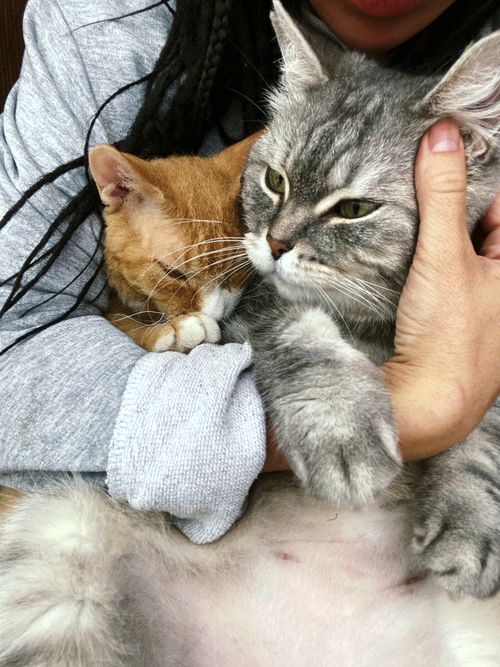 Free Two adorable cats being lovingly held in a cozy embrace. Perfect for pet lovers. Stock Photo