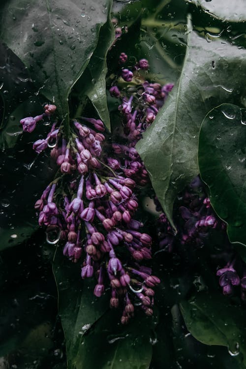 Gratis lagerfoto af blade, blomster, lodret skud