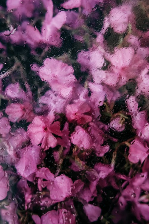 Free Close-up Photo of Blurry Image of Pink Flowers Stock Photo