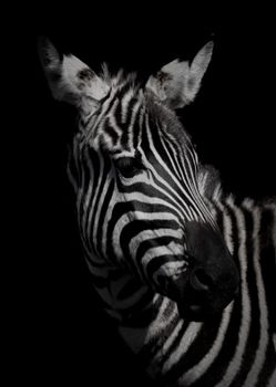 High contrast close-up of a zebra against a dark background in grayscale.