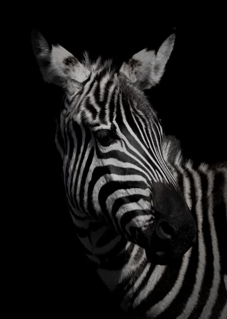 High contrast close-up of a zebra against a dark background in grayscale.
