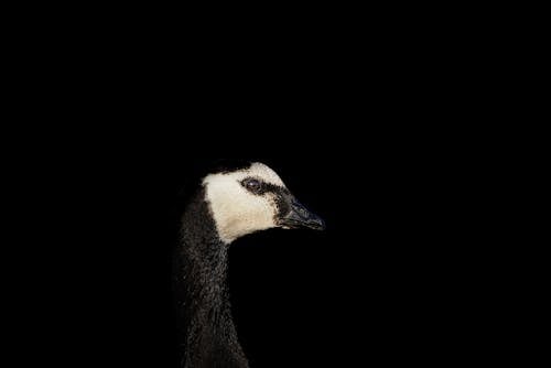 Photo of a Canada Goose Head