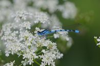 Damsel fly