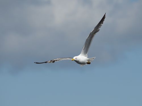 Free A graceful seagull in flight against a clear blue sky in Northern Ireland. Stock Photo