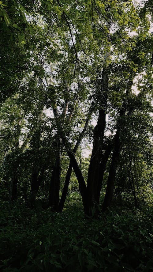 A Green Trees in the Forest