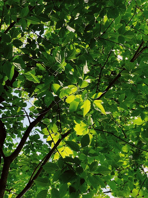 A Green Leaves on a Tree Branches