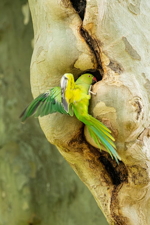 Free Photograph of a Green Rose-Ringed Parakeet Parakeet Stock Photo