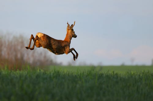 無料 フィールドでジャンプするアカシカ。走りながら野生動物のアクションショット。自然界の野生動物のユニークな瞬間。空のroeバック。 写真素材