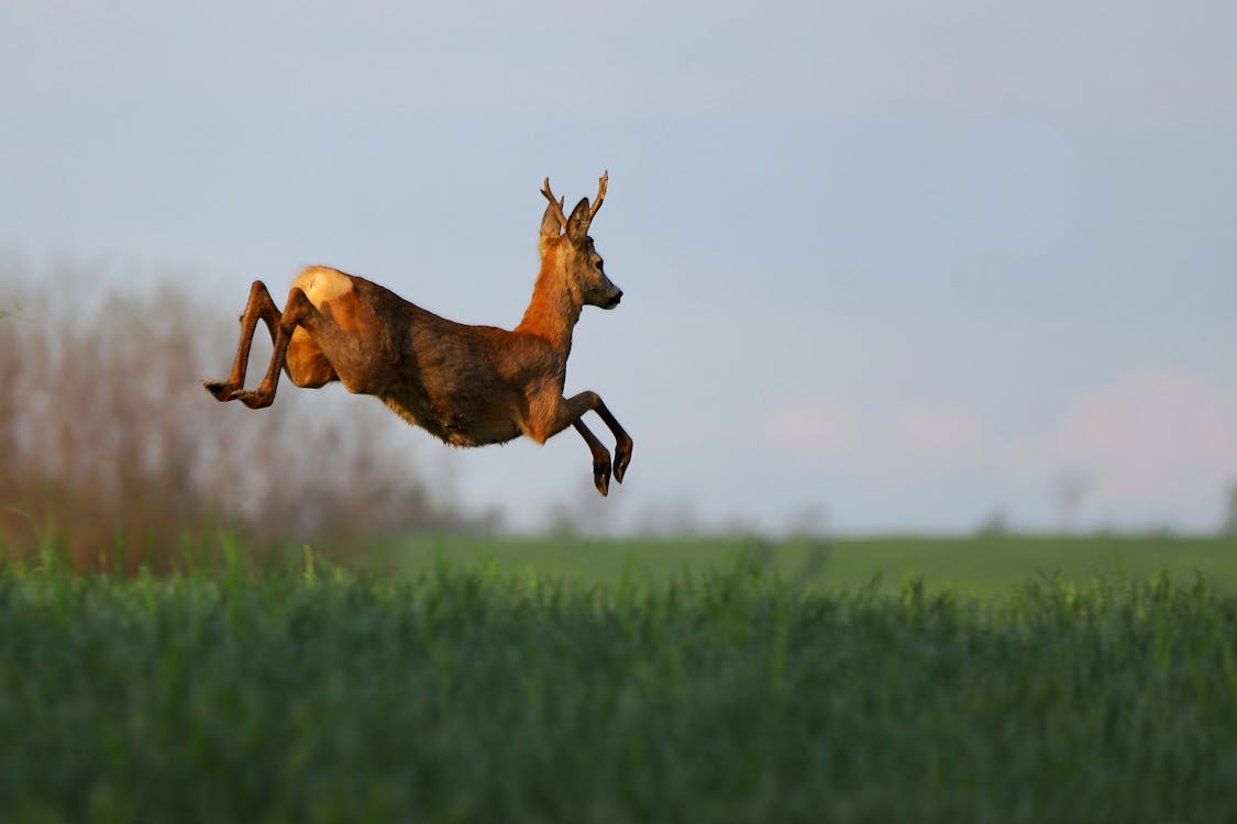 Photo of a Deer Midair