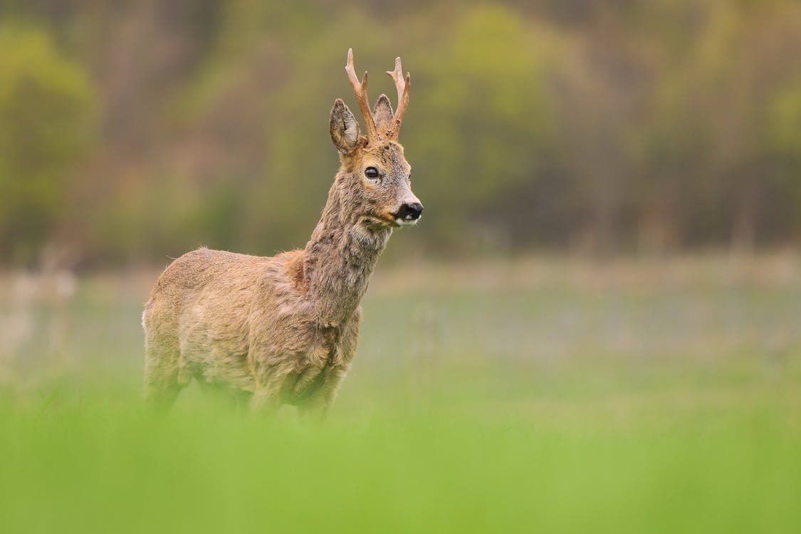 Photo of a Roe Deer with Antlers