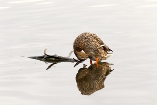 Free A female mallard duck cleaning its feathers, reflecting on tranquil water. Stock Photo