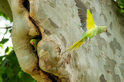 Green Bird Flying Near a Tree