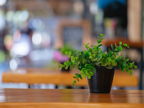 A Black Pot with Green Leaves on a Wooden Table