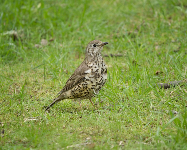 A Thrush Bird On Green Grass