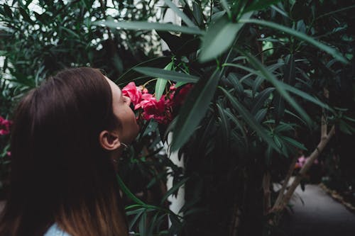 꽃이 피는, 꽃잎, 냄새가 나는의 무료 스톡 사진