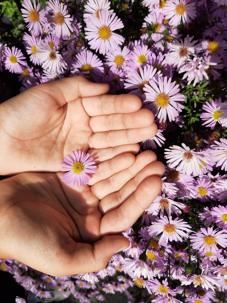 Purple Flower On Person's Palm