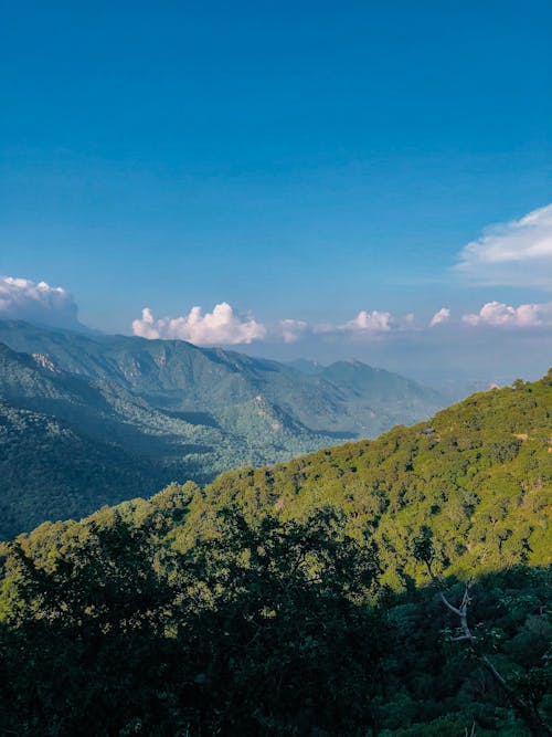 A Green Trees on Mountain Under the Blue Sky