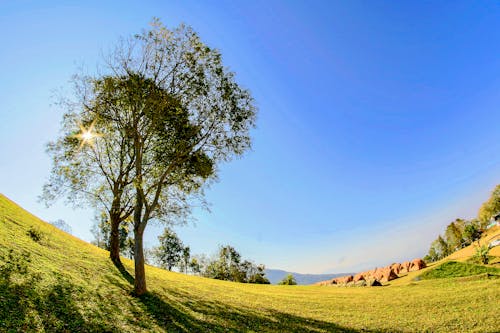 Бесплатное стоковое фото с деревья, дневной свет, живописный