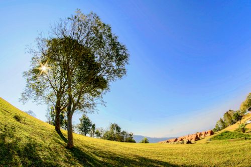 Free A picturesque countryside scene with a sunlit tree and rows of tents on grassy hills under clear blue skies. Stock Photo